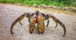 Image of Rab Crab